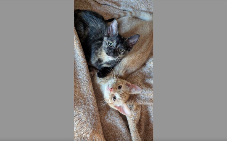 Justin and Elizabethany